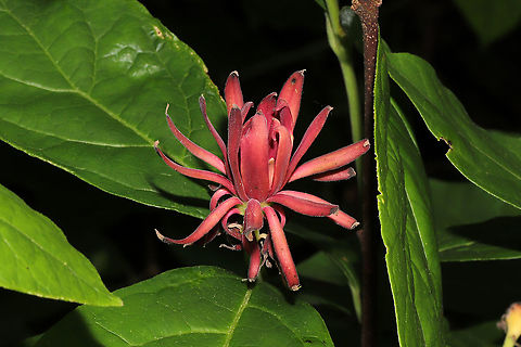 Carolina Sweetshrub (Calycanthus floridus) Growing at a dense mixed forest edge. Calycanthus floridus,Carolina Sweetshrub,Geotagged,Spring,United States