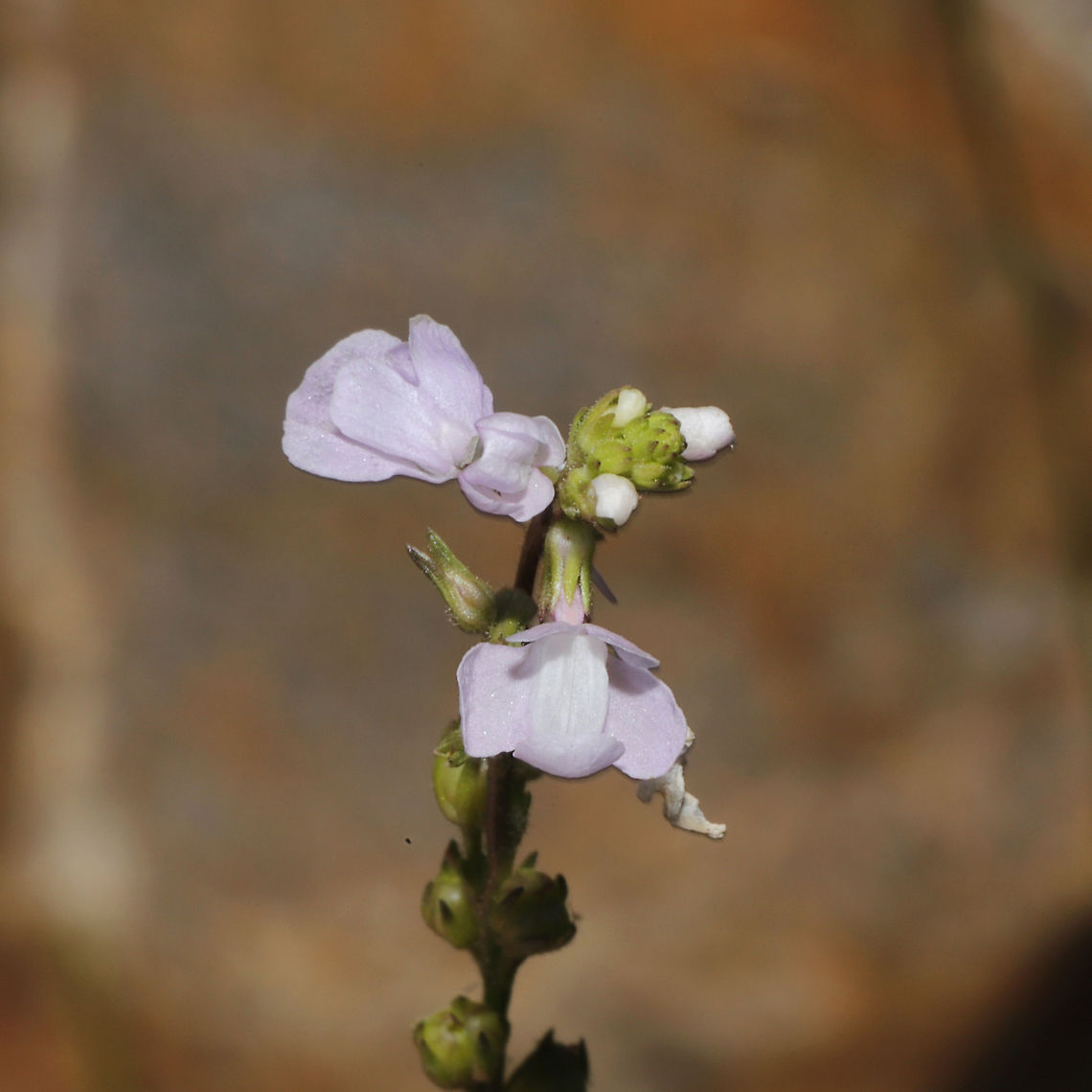 Blue Toadflax (Nuttallanthus canadensis) Growing near a rock outcrop. Blue toadflax,Geotagged,Nuttallanthus canadensis,Spring,United States
