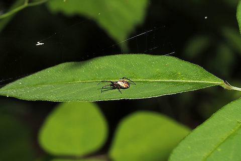 Tuft-legged Orbweaver (Mangora placida) At the edge of a dense mixed forest. Geotagged,Mangora placida,Spring,United States