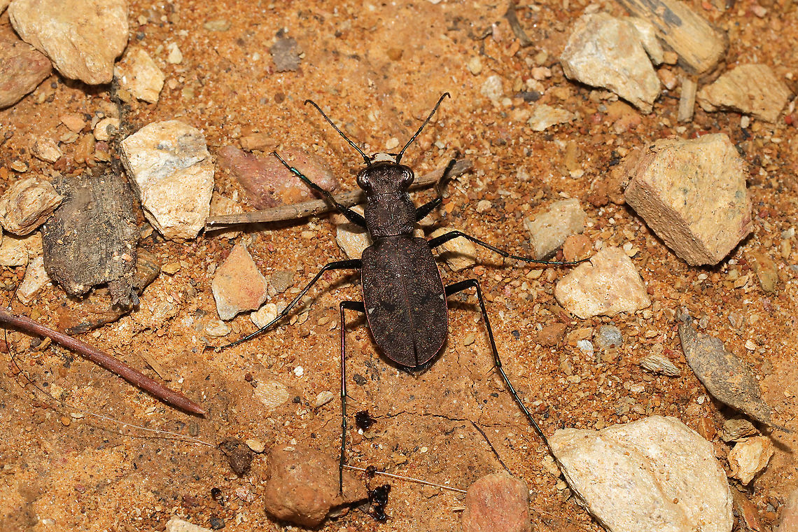 One-Spotted Tiger Beetle (Apterodela unipunctata) At the disturbed edge of a dense mixed forest.  Apterodela unipunctata,Geotagged,One-Spotted Tiger Beetle,Spring,United States