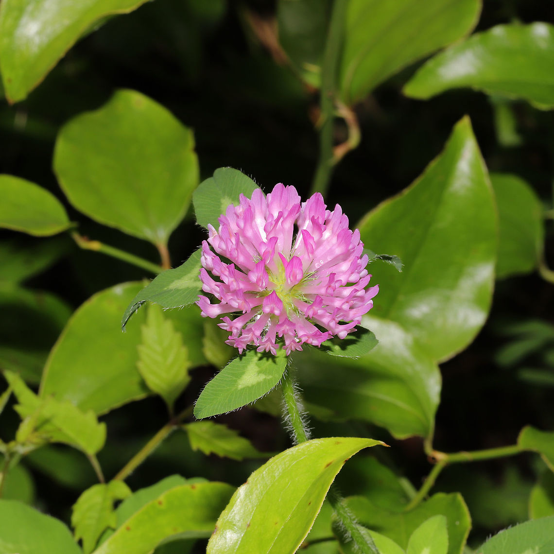 Red Clover (Trifolium pratense) Growing on a roadside at the edge of a dense mixed forest. Geotagged,Red clover,Spring,Trifolium pratense,United States