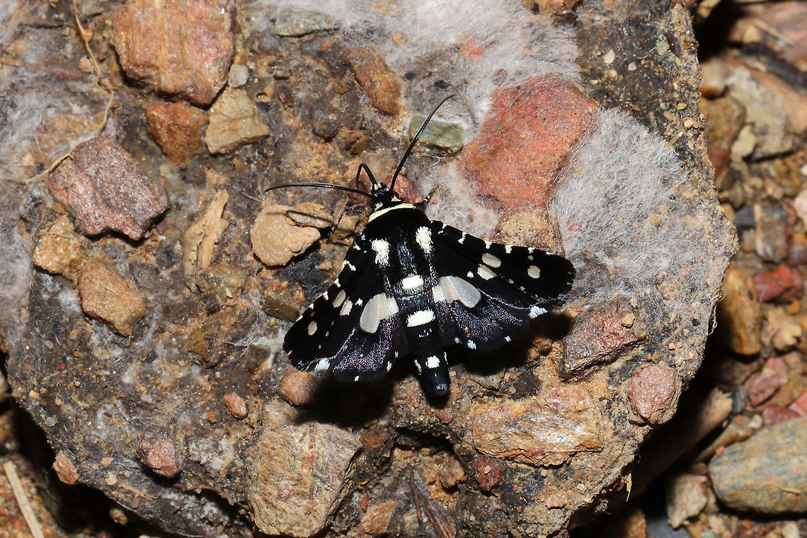 Mournful Thyris Moth (Thyris sepulchralis) Nectaring on moldy dog feces at the edge of a dense mixed forest.  Geotagged,Mournful Thyris Moth,Spring,Thyris sepulchralis,United States