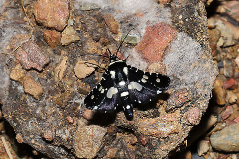 Mournful Thyris Moth (Thyris sepulchralis) Nectaring on moldy dog feces at the edge of a dense mixed forest.  Geotagged,Mournful Thyris Moth,Spring,Thyris sepulchralis,United States
