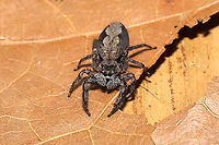 Tan Jumping Spider (Platycryptus undatus) This rather large but adorable jumping spider hitchhiked inside on laundry from the clothes line. Photos taken after relocation.<br />
https://www.jungledragon.com/image/94719/tan_jumping_spider_platycryptus_undatus.html<br />
https://www.jungledragon.com/image/94720/tan_jumping_spider_platycryptus_undatus.html Geotagged,Platycryptus undatus,Spring,United States