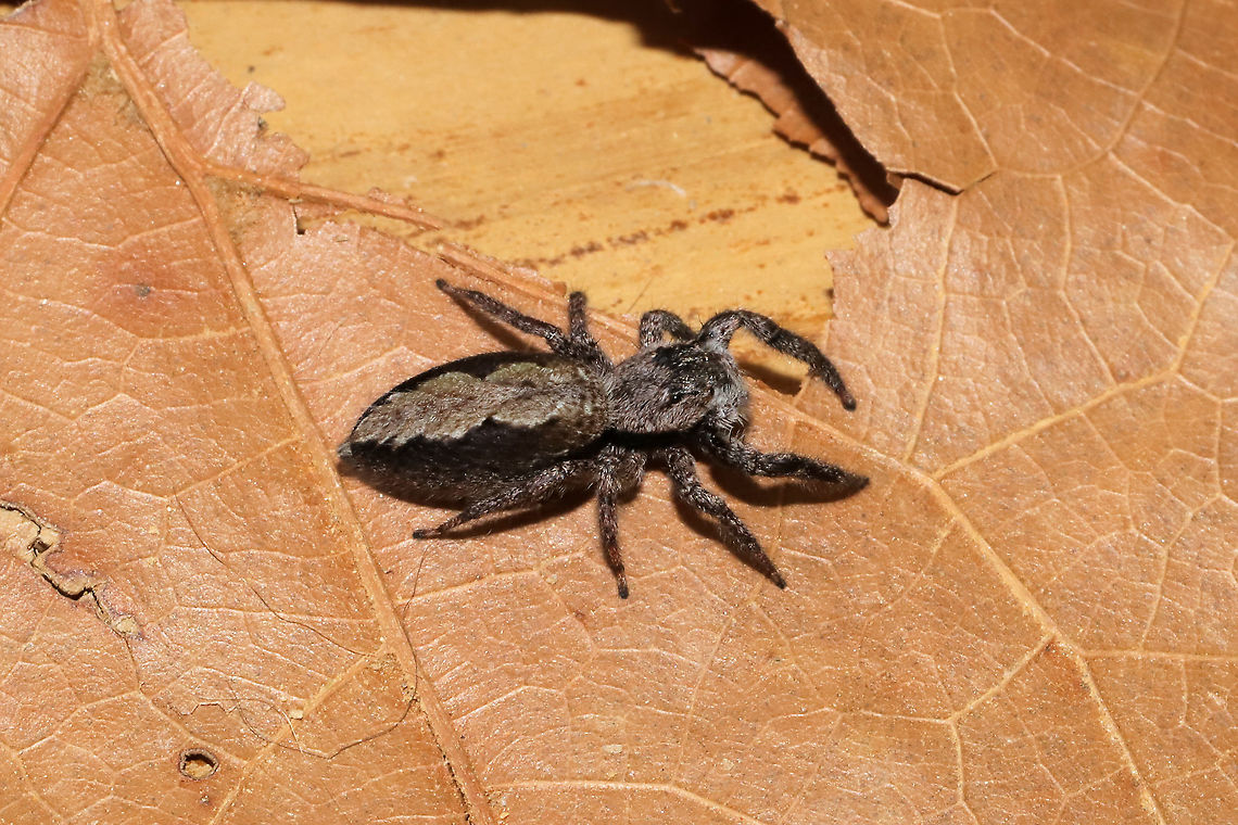 Tan Jumping Spider (Platycryptus undatus) This rather large but adorable jumping spider hitchhiked inside on laundry from the clothes line. Photos taken after relocation.<br />
<figure class="photo"><a href="https://www.jungledragon.com/image/94718/tan_jumping_spider_platycryptus_undatus.html" title="Tan Jumping Spider (Platycryptus undatus)"><img src="https://s3.amazonaws.com/media.jungledragon.com/images/3231/94718_thumb.jpg?AWSAccessKeyId=05GMT0V3GWVNE7GGM1R2&Expires=1767225610&Signature=YIFJ7oLAtzNdgpSaYrcoPhO48Og%3D" width="200" height="134" alt="Tan Jumping Spider (Platycryptus undatus) This rather large but adorable jumping spider hitchhiked inside on laundry from the clothes line. Photos taken after relocation.<br />
https://www.jungledragon.com/image/94719/tan_jumping_spider_platycryptus_undatus.html<br />
https://www.jungledragon.com/image/94720/tan_jumping_spider_platycryptus_undatus.html Geotagged,Platycryptus undatus,Spring,United States" /></a></figure><br />
<figure class="photo"><a href="https://www.jungledragon.com/image/94720/tan_jumping_spider_platycryptus_undatus.html" title="Tan Jumping Spider (Platycryptus undatus)"><img src="https://s3.amazonaws.com/media.jungledragon.com/images/3231/94720_thumb.jpg?AWSAccessKeyId=05GMT0V3GWVNE7GGM1R2&Expires=1767225610&Signature=FtnAQnJ%2Bd4H5%2Bx8F3jw6SS1jgd0%3D" width="102" height="152" alt="Tan Jumping Spider (Platycryptus undatus) This rather large but adorable jumping spider hitchhiked inside on laundry from the clothes line. Photos taken after relocation.<br />
https://www.jungledragon.com/image/94718/tan_jumping_spider_platycryptus_undatus.html<br />
https://www.jungledragon.com/image/94719/tan_jumping_spider_platycryptus_undatus.html Geotagged,Platycryptus undatus,Spring,United States" /></a></figure> Geotagged,Platycryptus undatus,Spring,United States