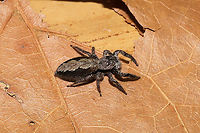Tan Jumping Spider (Platycryptus undatus) This rather large but adorable jumping spider hitchhiked inside on laundry from the clothes line. Photos taken after relocation.<br />
https://www.jungledragon.com/image/94718/tan_jumping_spider_platycryptus_undatus.html<br />
https://www.jungledragon.com/image/94720/tan_jumping_spider_platycryptus_undatus.html Geotagged,Platycryptus undatus,Spring,United States