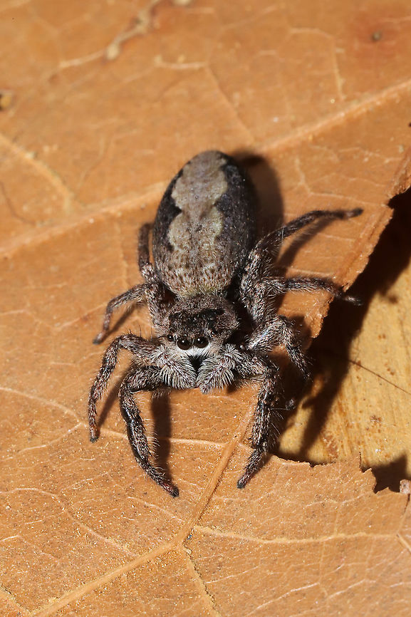 Tan Jumping Spider (Platycryptus undatus) This rather large but adorable jumping spider hitchhiked inside on laundry from the clothes line. Photos taken after relocation.<br />
<figure class="photo"><a href="https://www.jungledragon.com/image/94718/tan_jumping_spider_platycryptus_undatus.html" title="Tan Jumping Spider (Platycryptus undatus)"><img src="https://s3.amazonaws.com/media.jungledragon.com/images/3231/94718_thumb.jpg?AWSAccessKeyId=05GMT0V3GWVNE7GGM1R2&Expires=1763596810&Signature=opvbQvO9s6qC3dpUg%2FXZrwhHBf0%3D" width="200" height="134" alt="Tan Jumping Spider (Platycryptus undatus) This rather large but adorable jumping spider hitchhiked inside on laundry from the clothes line. Photos taken after relocation.<br />
https://www.jungledragon.com/image/94719/tan_jumping_spider_platycryptus_undatus.html<br />
https://www.jungledragon.com/image/94720/tan_jumping_spider_platycryptus_undatus.html Geotagged,Platycryptus undatus,Spring,United States" /></a></figure><br />
<figure class="photo"><a href="https://www.jungledragon.com/image/94719/tan_jumping_spider_platycryptus_undatus.html" title="Tan Jumping Spider (Platycryptus undatus)"><img src="https://s3.amazonaws.com/media.jungledragon.com/images/3231/94719_thumb.jpg?AWSAccessKeyId=05GMT0V3GWVNE7GGM1R2&Expires=1763596810&Signature=mSn1f5CHO%2FuMztLSRXygX0JWtwY%3D" width="200" height="134" alt="Tan Jumping Spider (Platycryptus undatus) This rather large but adorable jumping spider hitchhiked inside on laundry from the clothes line. Photos taken after relocation.<br />
https://www.jungledragon.com/image/94718/tan_jumping_spider_platycryptus_undatus.html<br />
https://www.jungledragon.com/image/94720/tan_jumping_spider_platycryptus_undatus.html Geotagged,Platycryptus undatus,Spring,United States" /></a></figure> Geotagged,Platycryptus undatus,Spring,United States