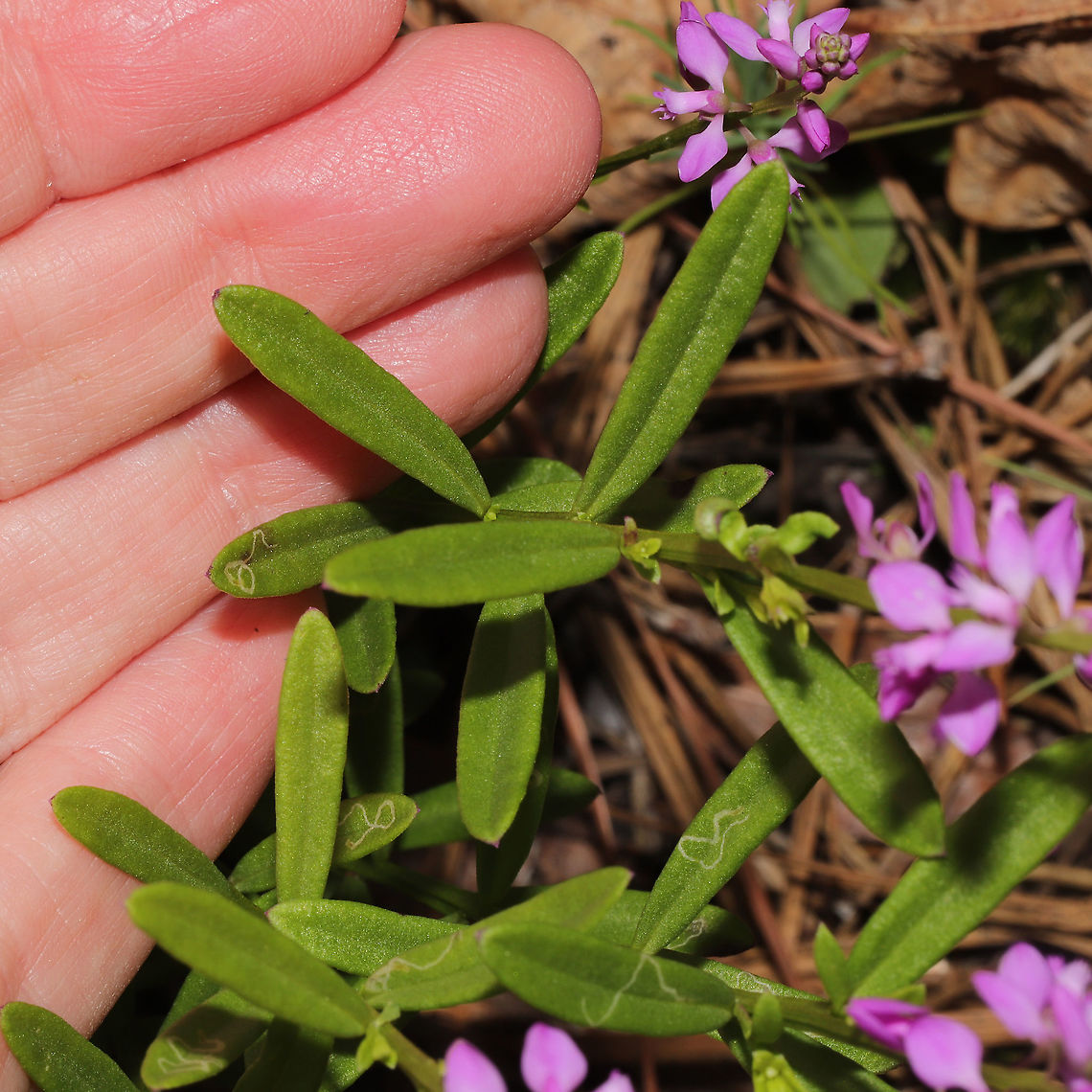 Polygala Leafmines (Liriomyza polygalivora) Tiny mines found on Polygala polygama leaves. Geotagged,Liriomyza polygalae,Liriomyza polygalivora,Polygala Leafminer,Spring,United States