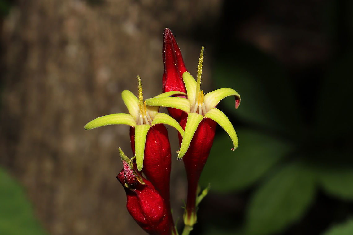 Woodland Pinkroot (Spigelia marilandica) At a dense mixed (hickory-oak) forest edge.  Geotagged,Spigelia marilandica,Spring,United States,Woodland pinkroot