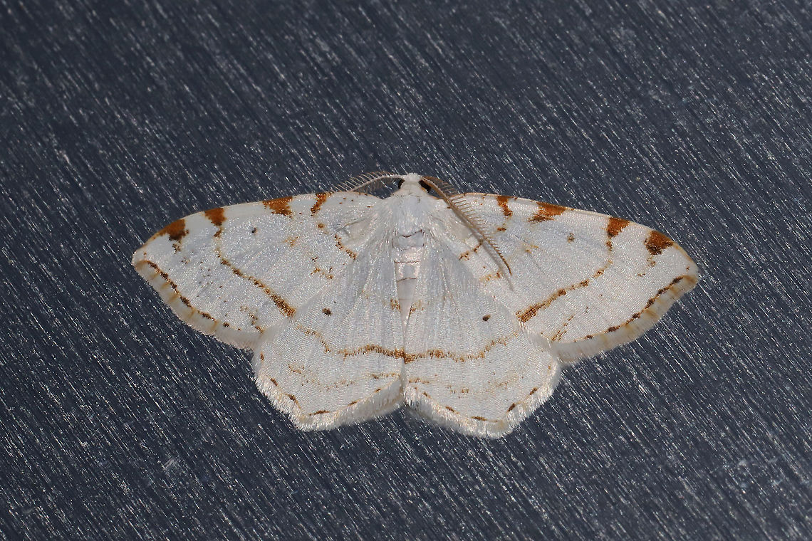 Lesser Maple Spanworm Moth (Macaria pustularia) At porch lights near a dense mixed forest. Geotagged,Lesser maple spanworm,Speranza pustularia,Spring,United States