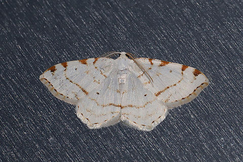 Lesser Maple Spanworm Moth (Macaria pustularia) At porch lights near a dense mixed forest. Geotagged,Lesser maple spanworm,Speranza pustularia,Spring,United States