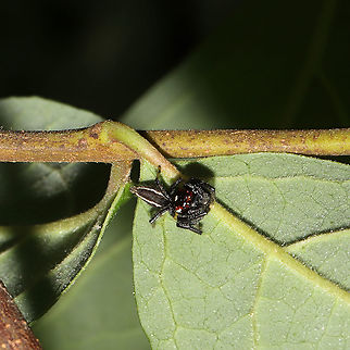 Sylvan Jumping Spider (Colonus sylvanus) A terrible shot (and the only one I got before it hopped away), but I figured it was worthy of documentation anyway. At the edge of a dense mixed forest. It was quite shy and not interested in interaction. Colonus sylvanus,Geotagged,Spring,United States