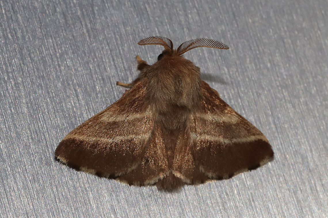 Eastern Tent Caterpillar Moth (Malacosoma americana) at porch lights near a dense mixed forest edge Eastern tent caterpillar,Geotagged,Malacosoma americanum,Spring,United States