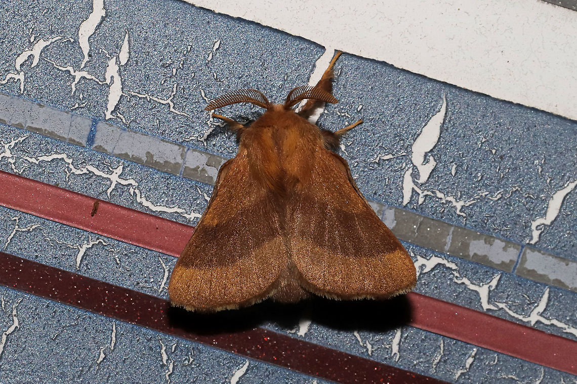 Forest Tent Caterpillar Moth (Malacosoma disstria) At porch lights near a dense mixed forest edge. Forest tent caterpillar moth,Geotagged,Malacosoma disstria,Spring,United States