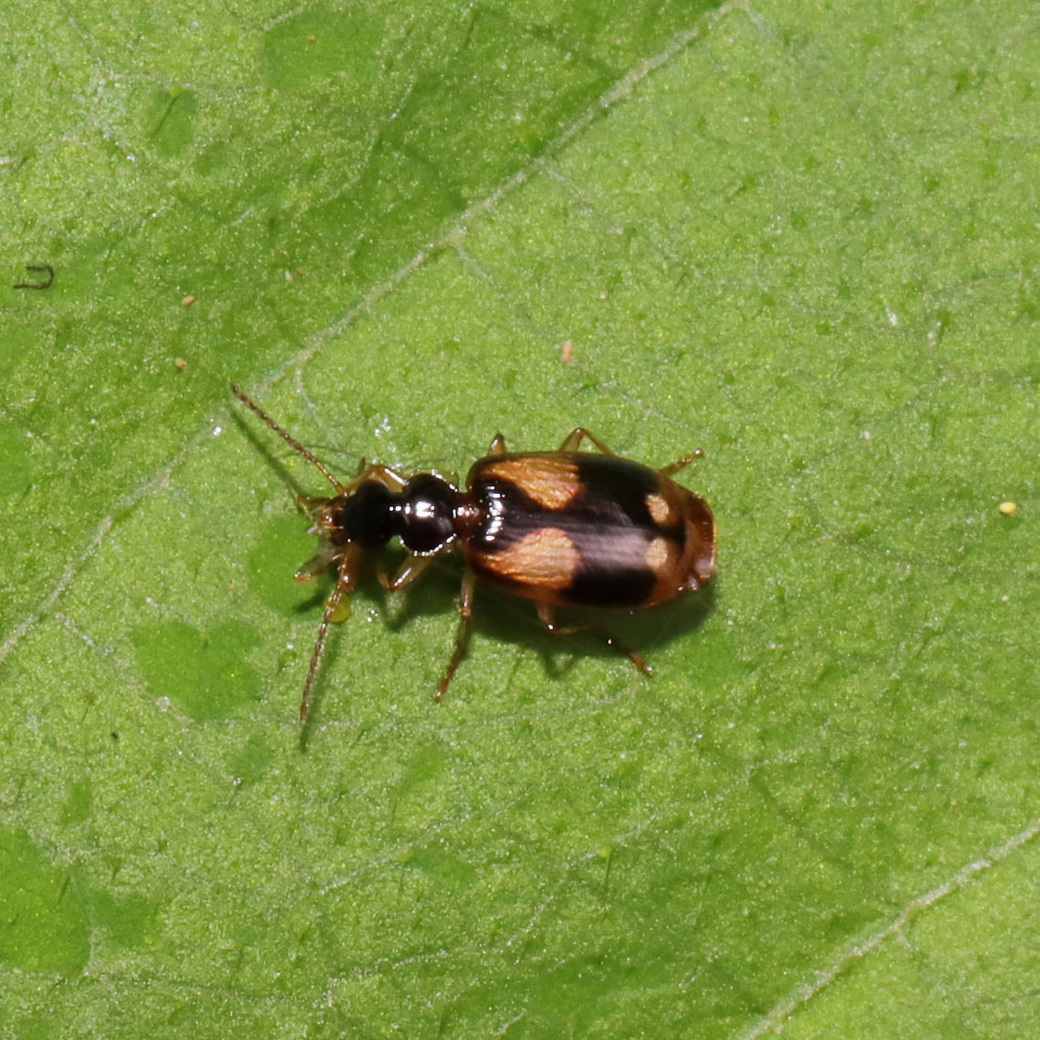 Lebia ornata Found at the edge of a dense mixed forest. Geotagged,Lebia ornata,Spring,United States