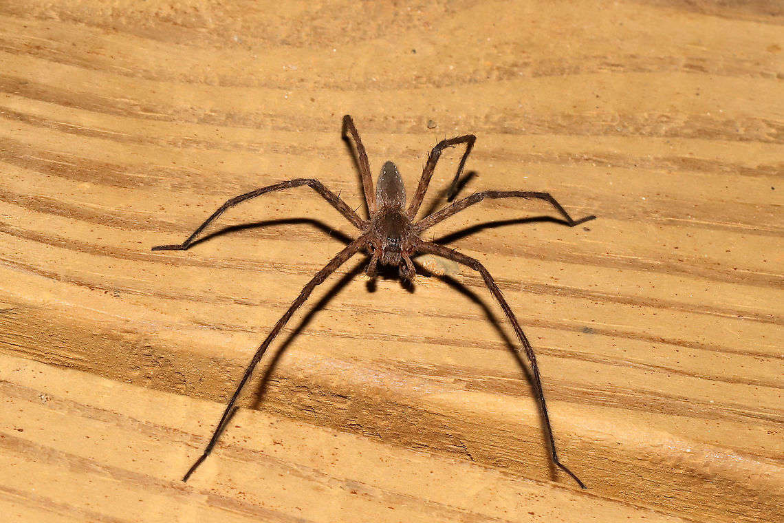 American Nursery Web Spider (Pisaurina mira) - Male On the hunt at porch lights near a dense mixed forest.  Geotagged,Pisaurina mira,Spring,United States