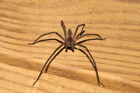 American Nursery Web Spider (Pisaurina mira) - Male On the hunt at porch lights near a dense mixed forest.  Geotagged,Pisaurina mira,Spring,United States