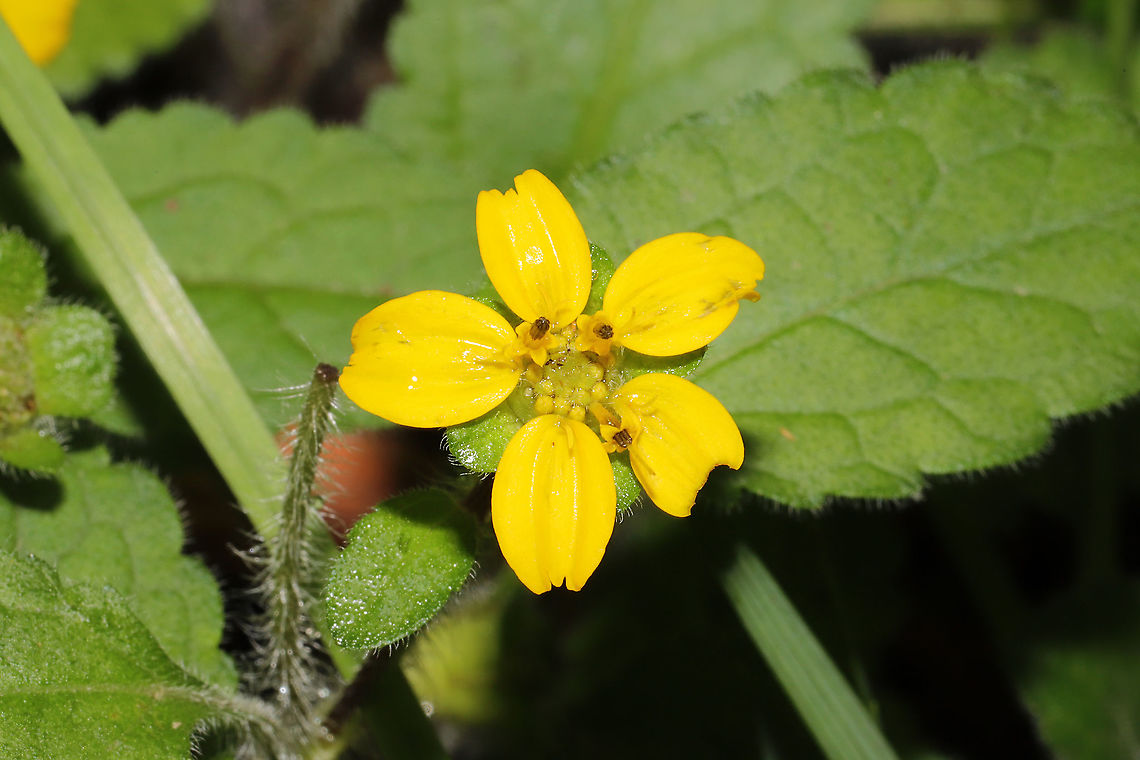 Green-and-Gold (Chrysogonum virginianum) Growing on a woodland trail. Chrysogonum virginianum,Geotagged,Spring,United States
