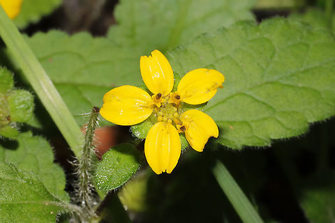 Green-and-Gold (Chrysogonum virginianum) Growing on a woodland trail. Chrysogonum virginianum,Geotagged,Spring,United States