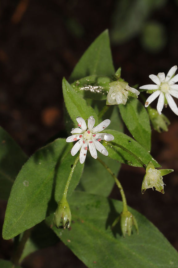 Star Chickweed (Stellaria pubera) On a woodland trail. Geotagged,Spring,Star chickweed,Stellaria pubera,United States
