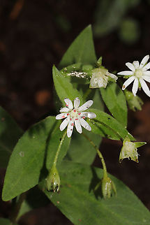 Star Chickweed (Stellaria pubera) On a woodland trail. Geotagged,Spring,Star chickweed,Stellaria pubera,United States