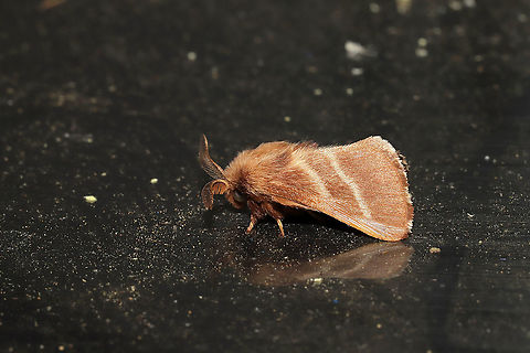Eastern Tent Caterpillar Moth (Malacosoma americana) At porch lights near a dense mixed forest edge. Eastern tent caterpillar,Geotagged,Malacosoma americanum,Spring,United States