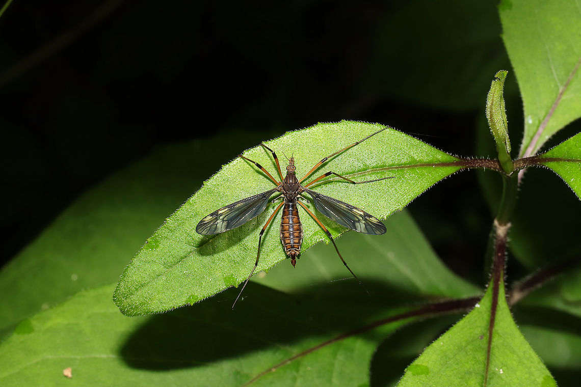 Sooty Cranefly (Tipula fuliginosa) ♀ Found at the edge of a dense mixed forest.  Geotagged,Spring,Tipula fuliginosa,United States