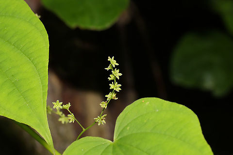Devil's Bones (Dioscorea villosa) - Flowers At the edge of a dense mixed forest. Devil's Bones,Dioscorea villosa,Geotagged,Spring,United States