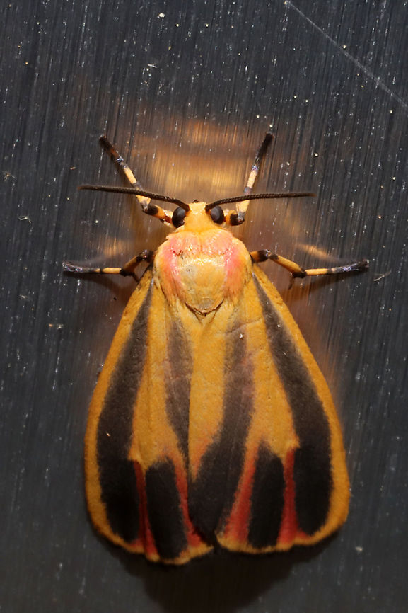 Painted Lichen Moth (Hypoprepia fucosa) At porch lights near a dense mixed forest.<br />
<figure class="photo"><a href="https://www.jungledragon.com/image/94934/painted_lichen_moth_hypoprepia_fucosa.html" title="Painted Lichen Moth (Hypoprepia fucosa)"><img src="https://s3.amazonaws.com/media.jungledragon.com/images/3231/94934_thumb.jpg?AWSAccessKeyId=05GMT0V3GWVNE7GGM1R2&Expires=1763596810&Signature=4GJ3%2BXsrcHAqENaJCeoG90LkNEM%3D" width="200" height="134" alt="Painted Lichen Moth (Hypoprepia fucosa) At porch lights near a dense mixed forest. <br />
https://www.jungledragon.com/image/94933/painted_lichen_moth_hypoprepia_fucosa.html Geotagged,Hypoprepia fucosa,Painted lichen moth,Spring,United States" /></a></figure> Geotagged,Hypoprepia fucosa,Painted lichen moth,Spring,United States