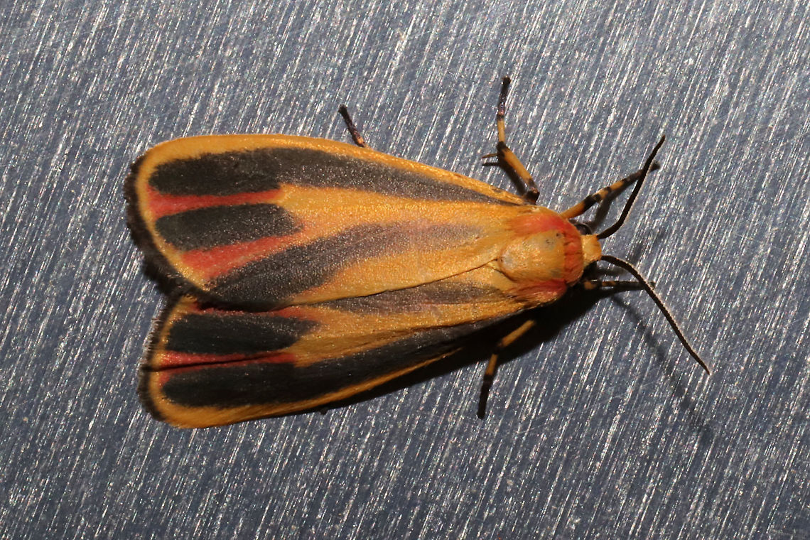 Painted Lichen Moth (Hypoprepia fucosa) At porch lights near a dense mixed forest. <br />
<figure class="photo"><a href="https://www.jungledragon.com/image/94933/painted_lichen_moth_hypoprepia_fucosa.html" title="Painted Lichen Moth (Hypoprepia fucosa)"><img src="https://s3.amazonaws.com/media.jungledragon.com/images/3231/94933_thumb.jpg?AWSAccessKeyId=05GMT0V3GWVNE7GGM1R2&Expires=1759968010&Signature=5rvc5tVThxZPIcl2k6iDEzGamrU%3D" width="102" height="152" alt="Painted Lichen Moth (Hypoprepia fucosa) At porch lights near a dense mixed forest.<br />
https://www.jungledragon.com/image/94934/painted_lichen_moth_hypoprepia_fucosa.html Geotagged,Hypoprepia fucosa,Painted lichen moth,Spring,United States" /></a></figure> Geotagged,Hypoprepia fucosa,Painted lichen moth,Spring,United States
