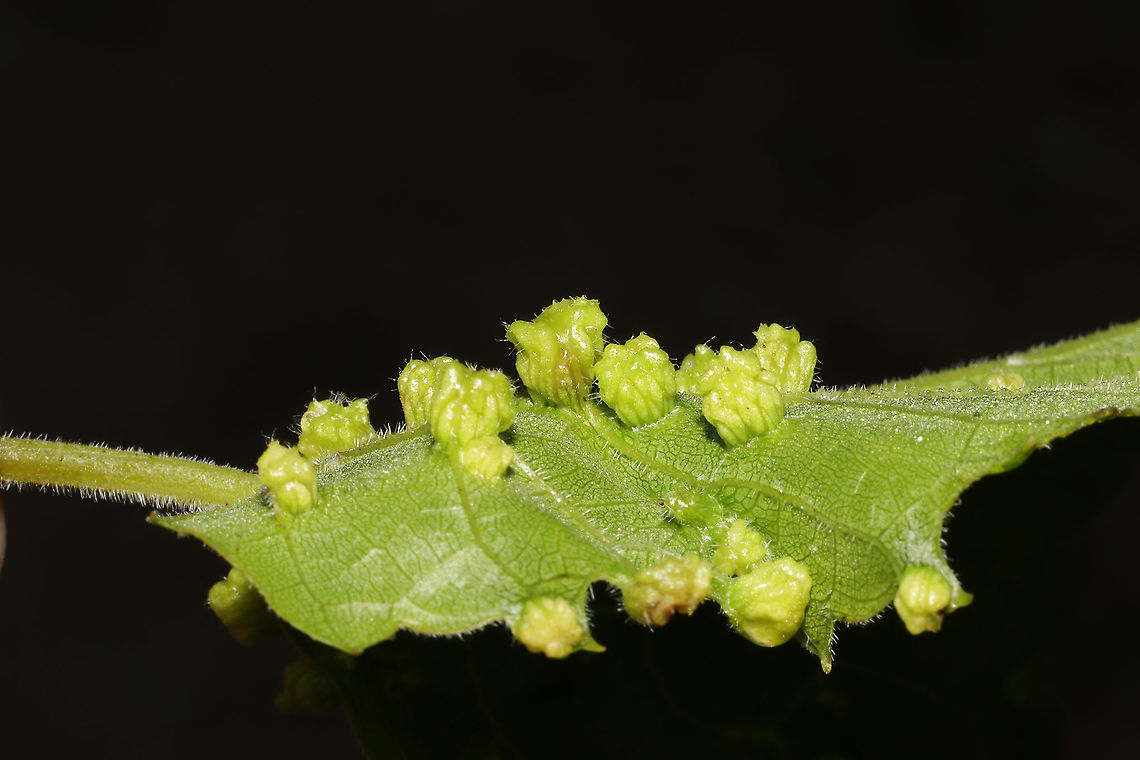 Grape Phylloxera (Daktulosphaira vitifoliae) Galls on Vitis rotundifolia. At the edge of a dense mixed forest.<br />
<figure class="photo"><a href="https://www.jungledragon.com/image/95018/grape_phylloxera_daktulosphaira_vitifoliae.html" title="Grape Phylloxera (Daktulosphaira vitifoliae)"><img src="https://s3.amazonaws.com/media.jungledragon.com/images/3231/95018_thumb.jpg?AWSAccessKeyId=05GMT0V3GWVNE7GGM1R2&Expires=1759968010&Signature=2fjddCR2qCoMK%2F%2BrrrlDsZPZv0I%3D" width="200" height="136" alt="Grape Phylloxera (Daktulosphaira vitifoliae) Galls on Vitis rotundifolia. At the edge of a dense mixed forest. <br />
https://www.jungledragon.com/image/95017/grape_phylloxera_daktulosphaira_vitifoliae.html Daktulosphaira vitifoliae,Geotagged,Grape Phylloxera,Spring,United States" /></a></figure> Daktulosphaira vitifoliae,Geotagged,Phylloxera,Spring,United States