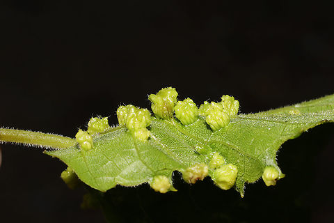 Grape Phylloxera (Daktulosphaira vitifoliae) Galls on Vitis rotundifolia. At the edge of a dense mixed forest.
https://www.jungledragon.com/image/95018/grape_phylloxera_daktulosphaira_vitifoliae.html Daktulosphaira vitifoliae,Geotagged,Phylloxera,Spring,United States