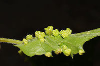 Grape Phylloxera (Daktulosphaira vitifoliae) Galls on Vitis rotundifolia. At the edge of a dense mixed forest.<br />
https://www.jungledragon.com/image/95018/grape_phylloxera_daktulosphaira_vitifoliae.html Daktulosphaira vitifoliae,Geotagged,Phylloxera,Spring,United States
