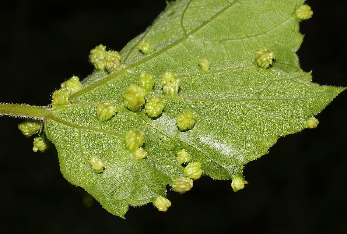Grape Phylloxera (Daktulosphaira vitifoliae) Galls on Vitis rotundifolia. At the edge of a dense mixed forest. <br />
<figure class="photo"><a href="https://www.jungledragon.com/image/95017/grape_phylloxera_daktulosphaira_vitifoliae.html" title="Grape Phylloxera (Daktulosphaira vitifoliae)"><img src="https://s3.amazonaws.com/media.jungledragon.com/images/3231/95017_thumb.jpg?AWSAccessKeyId=05GMT0V3GWVNE7GGM1R2&Expires=1759968010&Signature=3ii94IXvqkaSMRl4xclOtKPwSbQ%3D" width="200" height="134" alt="Grape Phylloxera (Daktulosphaira vitifoliae) Galls on Vitis rotundifolia. At the edge of a dense mixed forest.<br />
https://www.jungledragon.com/image/95018/grape_phylloxera_daktulosphaira_vitifoliae.html Daktulosphaira vitifoliae,Geotagged,Phylloxera,Spring,United States" /></a></figure> Daktulosphaira vitifoliae,Geotagged,Grape Phylloxera,Spring,United States
