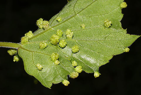 Grape Phylloxera (Daktulosphaira vitifoliae) Galls on Vitis rotundifolia. At the edge of a dense mixed forest. 
https://www.jungledragon.com/image/95017/grape_phylloxera_daktulosphaira_vitifoliae.html Daktulosphaira vitifoliae,Geotagged,Grape Phylloxera,Spring,United States