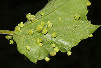 Grape Phylloxera (Daktulosphaira vitifoliae) Galls on Vitis rotundifolia. At the edge of a dense mixed forest. <br />
https://www.jungledragon.com/image/95017/grape_phylloxera_daktulosphaira_vitifoliae.html Daktulosphaira vitifoliae,Geotagged,Grape Phylloxera,Spring,United States