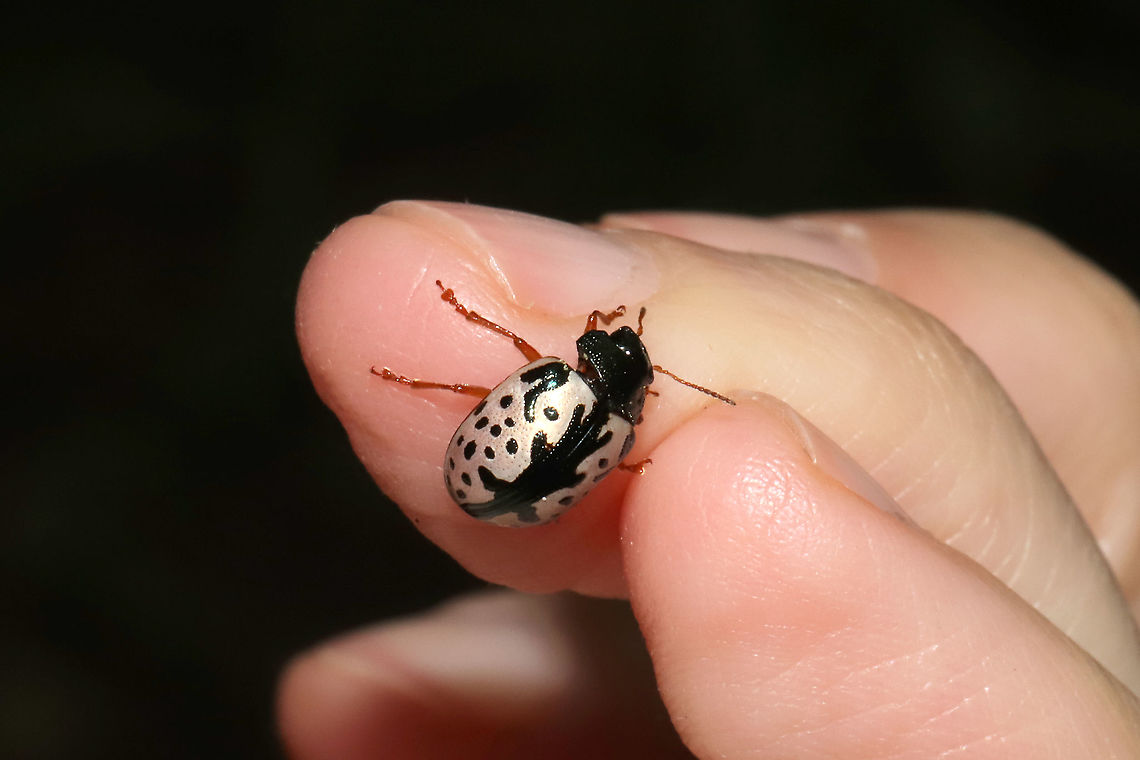 Florida Calligrapher Beetle (Calligrapha floridana) Beetle found on Cornus drummondii. At the edge of a dense mixed forest. <br />
<figure class="photo"><a href="https://www.jungledragon.com/image/95103/florida_calligrapher_beetle_calligrapha_floridana.html" title="Florida Calligrapher Beetle (Calligrapha floridana)"><img src="https://s3.amazonaws.com/media.jungledragon.com/images/3231/95103_thumb.jpg?AWSAccessKeyId=05GMT0V3GWVNE7GGM1R2&Expires=1767225610&Signature=zdlZDTQ36WAqLAK4Ha%2BTLjElLuM%3D" width="200" height="134" alt="Florida Calligrapher Beetle (Calligrapha floridana) Beetle found on Cornus drummondii. At the edge of a dense mixed forest. <br />
https://www.jungledragon.com/image/95102/florida_calligrapher_beetle_calligrapha_floridana.html<br />
https://www.jungledragon.com/image/95101/florida_calligrapher_beetle_calligrapha_floridana.html Calligrapha floridana,Geotagged,Spring,United States" /></a></figure><br />
<figure class="photo"><a href="https://www.jungledragon.com/image/95101/florida_calligrapher_beetle_calligrapha_floridana.html" title="Florida Calligrapher Beetle (Calligrapha floridana)"><img src="https://s3.amazonaws.com/media.jungledragon.com/images/3231/95101_thumb.jpg?AWSAccessKeyId=05GMT0V3GWVNE7GGM1R2&Expires=1767225610&Signature=BUYuetq4ElE2OCvZYkg9D1EKpiY%3D" width="102" height="152" alt="Florida Calligrapher Beetle (Calligrapha floridana) Beetle found on Cornus drummondii. At the edge of a dense mixed forest. <br />
https://www.jungledragon.com/image/95103/florida_calligrapher_beetle_calligrapha_floridana.html<br />
https://www.jungledragon.com/image/95102/florida_calligrapher_beetle_calligrapha_floridana.html Calligrapha floridana,Geotagged,Spring,United States" /></a></figure> Calligrapha floridana,Geotagged,Spring,United States