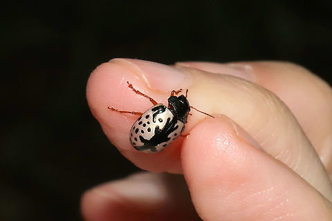 Florida Calligrapher Beetle (Calligrapha floridana) Beetle found on Cornus drummondii. At the edge of a dense mixed forest. 
https://www.jungledragon.com/image/95103/florida_calligrapher_beetle_calligrapha_floridana.html
https://www.jungledragon.com/image/95101/florida_calligrapher_beetle_calligrapha_floridana.html Calligrapha floridana,Geotagged,Spring,United States