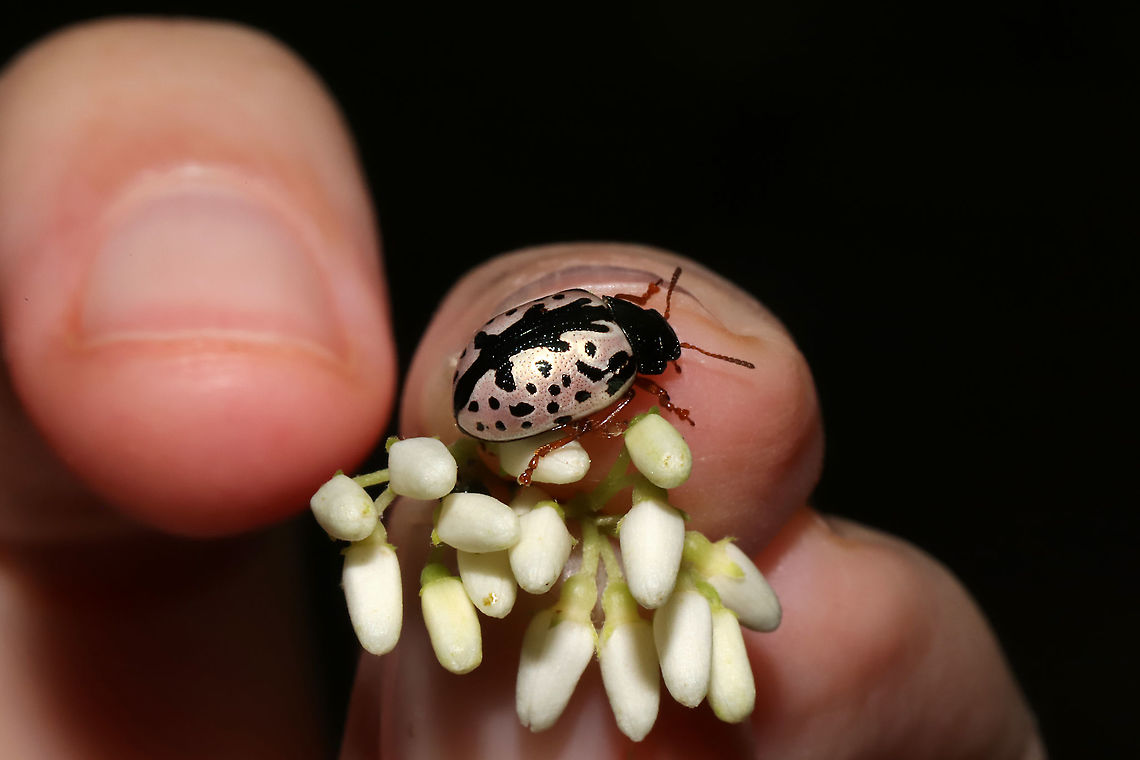 Florida Calligrapher Beetle (Calligrapha floridana) Beetle found on Cornus drummondii. At the edge of a dense mixed forest. <br />
<figure class="photo"><a href="https://www.jungledragon.com/image/95102/florida_calligrapher_beetle_calligrapha_floridana.html" title="Florida Calligrapher Beetle (Calligrapha floridana)"><img src="https://s3.amazonaws.com/media.jungledragon.com/images/3231/95102_thumb.jpg?AWSAccessKeyId=05GMT0V3GWVNE7GGM1R2&Expires=1759968010&Signature=BzmaossDMGZmT22rzn3Nhj8feuI%3D" width="200" height="134" alt="Florida Calligrapher Beetle (Calligrapha floridana) Beetle found on Cornus drummondii. At the edge of a dense mixed forest. <br />
https://www.jungledragon.com/image/95103/florida_calligrapher_beetle_calligrapha_floridana.html<br />
https://www.jungledragon.com/image/95101/florida_calligrapher_beetle_calligrapha_floridana.html Calligrapha floridana,Geotagged,Spring,United States" /></a></figure><br />
<figure class="photo"><a href="https://www.jungledragon.com/image/95101/florida_calligrapher_beetle_calligrapha_floridana.html" title="Florida Calligrapher Beetle (Calligrapha floridana)"><img src="https://s3.amazonaws.com/media.jungledragon.com/images/3231/95101_thumb.jpg?AWSAccessKeyId=05GMT0V3GWVNE7GGM1R2&Expires=1759968010&Signature=B9Hxg%2FfSOc4vqIcrh2WxiOPmpfo%3D" width="102" height="152" alt="Florida Calligrapher Beetle (Calligrapha floridana) Beetle found on Cornus drummondii. At the edge of a dense mixed forest. <br />
https://www.jungledragon.com/image/95103/florida_calligrapher_beetle_calligrapha_floridana.html<br />
https://www.jungledragon.com/image/95102/florida_calligrapher_beetle_calligrapha_floridana.html Calligrapha floridana,Geotagged,Spring,United States" /></a></figure> Calligrapha floridana,Geotagged,Spring,United States