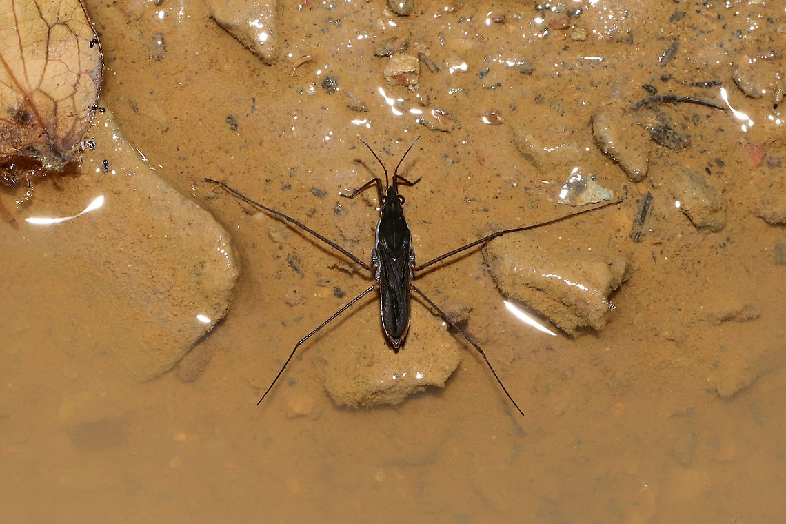 Water Strider (Gerris sp.)?  In a vernal pool near the edge of a dense mixed forest.  Geotagged,Spring,United States