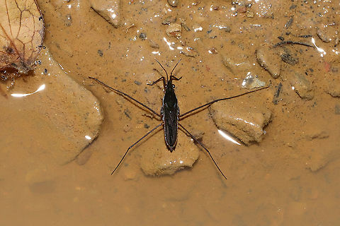 Water Strider (Gerris sp.)?  In a vernal pool near the edge of a dense mixed forest.  Geotagged,Spring,United States