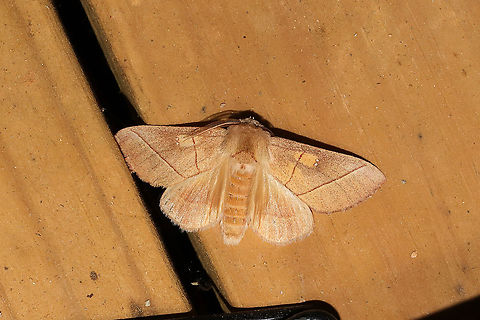 White-dotted Prominent Moth (Nadata gibbosa) At porchlights near a dense mixed forest. Geotagged,Nadata gibbosa,Rough prominent,Spring,United States