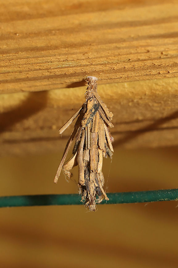 Bagworm Moth (Family Psychidae) I could definitely use some help with IDing this one. I&#039;m not an expert on this family!<br />
Jason and I found this hanging from the underside of our porch gate (on treated conifer wood). Geotagged,Spring,United States