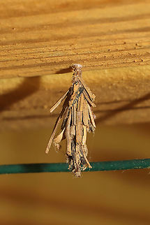 Bagworm Moth (Family Psychidae) I could definitely use some help with IDing this one. I'm not an expert on this family!
Jason and I found this hanging from the underside of our porch gate (on treated conifer wood). Geotagged,Spring,United States