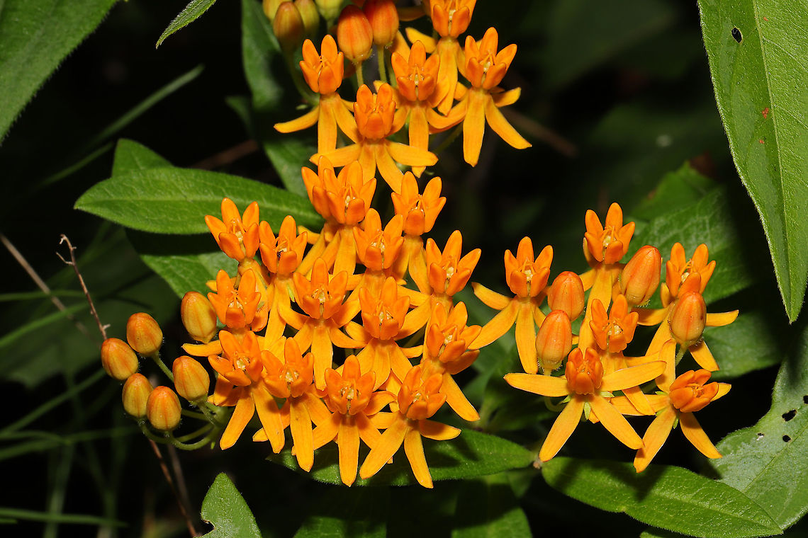 Butterfly Weed (Asclepias tuberosa) Growing at the edge of a dense mixed forest, right by a seasonal stream. Asclepias tuberosa,Butterfly Weed,Geotagged,Spring,United States