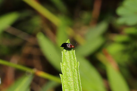 Mordellistena cervicalis At the edge of a dense mixed forest. On Verbena simplex.  Geotagged,Mordellistena cervicalis,Spring,United States