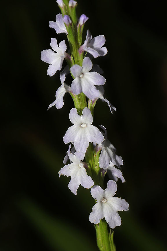 Narrowleaf Vervain (Verbena simplex) Tiny flower spike at the edge of a dense mixed forest. <br />
<figure class="photo"><a href="https://www.jungledragon.com/image/95147/narrowleaf_vervain_verbena_simplex.html" title="Narrowleaf Vervain (Verbena simplex)"><img src="https://s3.amazonaws.com/media.jungledragon.com/images/3231/95147_thumb.jpg?AWSAccessKeyId=05GMT0V3GWVNE7GGM1R2&Expires=1759968010&Signature=IGYTSlkpR7nWtdqDbuPbbnXm1vw%3D" width="102" height="152" alt="Narrowleaf Vervain (Verbena simplex) Tiny flower spike at the edge of a dense mixed forest.<br />
https://www.jungledragon.com/image/95146/narrowleaf_vervain_verbena_simplex.html Geotagged,Spring,United States,Verbena simplex" /></a></figure> Geotagged,Spring,United States,Verbena simplex