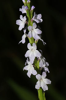 Narrowleaf Vervain (Verbena simplex) Tiny flower spike at the edge of a dense mixed forest. 
https://www.jungledragon.com/image/95147/narrowleaf_vervain_verbena_simplex.html Geotagged,Spring,United States,Verbena simplex
