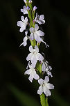 Narrowleaf Vervain (Verbena simplex) Tiny flower spike at the edge of a dense mixed forest. <br />
https://www.jungledragon.com/image/95147/narrowleaf_vervain_verbena_simplex.html Geotagged,Spring,United States,Verbena simplex
