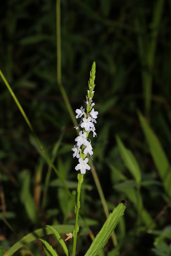 Narrowleaf Vervain (Verbena simplex) Tiny flower spike at the edge of a dense mixed forest.<br />
<figure class="photo"><a href="https://www.jungledragon.com/image/95146/narrowleaf_vervain_verbena_simplex.html" title="Narrowleaf Vervain (Verbena simplex)"><img src="https://s3.amazonaws.com/media.jungledragon.com/images/3231/95146_thumb.jpg?AWSAccessKeyId=05GMT0V3GWVNE7GGM1R2&Expires=1759968010&Signature=ThxTFrtJ%2FQJ87diD%2BzMr%2Fz0Mc7s%3D" width="102" height="152" alt="Narrowleaf Vervain (Verbena simplex) Tiny flower spike at the edge of a dense mixed forest. <br />
https://www.jungledragon.com/image/95147/narrowleaf_vervain_verbena_simplex.html Geotagged,Spring,United States,Verbena simplex" /></a></figure> Geotagged,Spring,United States,Verbena simplex